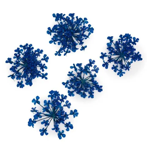 MollyLac Ozdoba Suszone Kwiatki Royal Blue 5szt