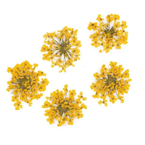 MollyLac Ozdoba Suszone Kwiatki Yellow 5szt