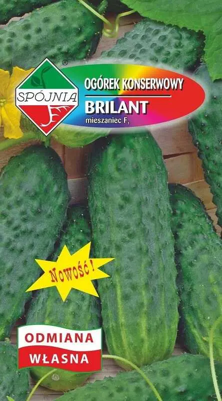 Spójnia Ogórek Brilant 2g mieszaniec