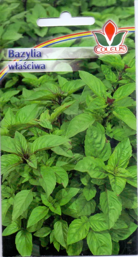 Coleus Bazylia zwyczajna 1g