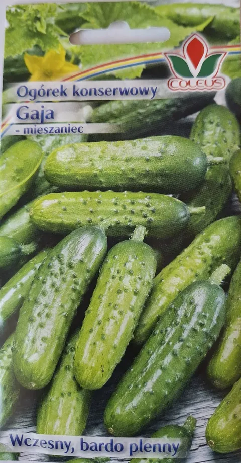 COLEUS OGÓREK GAJA 4G
