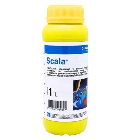 SCALA 1L