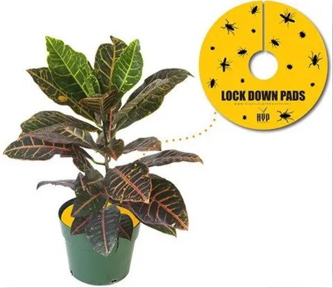 Pułapka owadobójcza Lock Down Pads - 8szt. 15x15cm