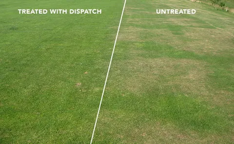 DISPATCH Sprayable - Wetting Agent