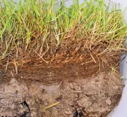 BactoGrass -do rozkładu filcu