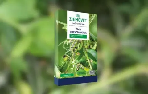 Ćma Bukszpanowa Lepinox Plus