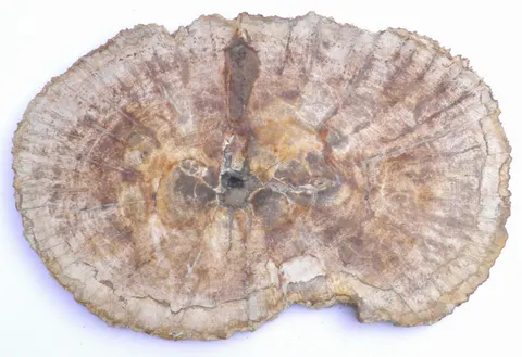 Taca kamienna skamieniałe drewno 31,5 x 21 cm T33