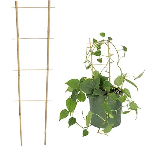 Drabinka Bambusowa podwójna 60 cm BAM3144 CHOMIK