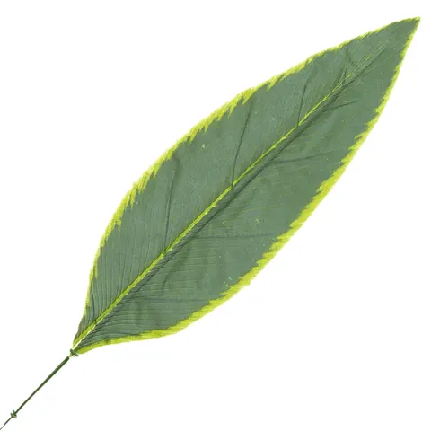 [68s52901] Liść draceny omszały kremowe brzegi 65cm