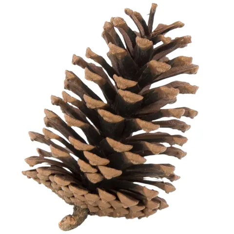 [59046] Szyszki dekoracyjne lakierowane 11cm 6szt