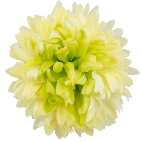 [68d8321] Główka chryzantema 16 płatków 14cm seledynowo-kremowa