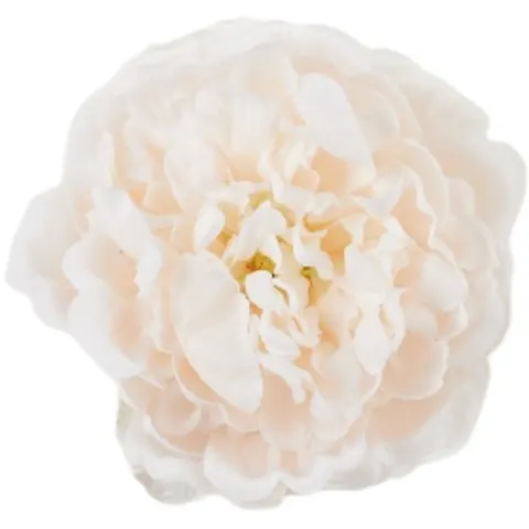 [68b3503] Główka kwiatowa peonia 15cm pudrowa
