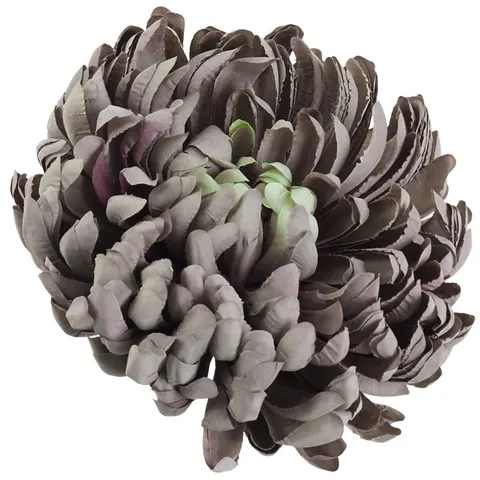 [68d0132] Chryzantema główka pełna 14cm śliwkowa cieniowana
