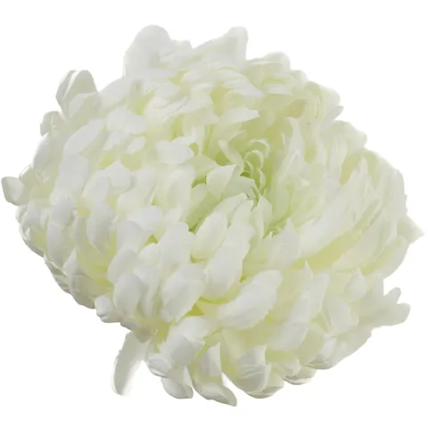 [68d0174] Chryzantema główka pełna 14cm biało-seledynowa