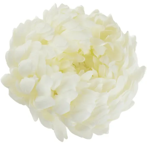 [68d02003] Chryzantema główka pełna 14cm śmietankowa