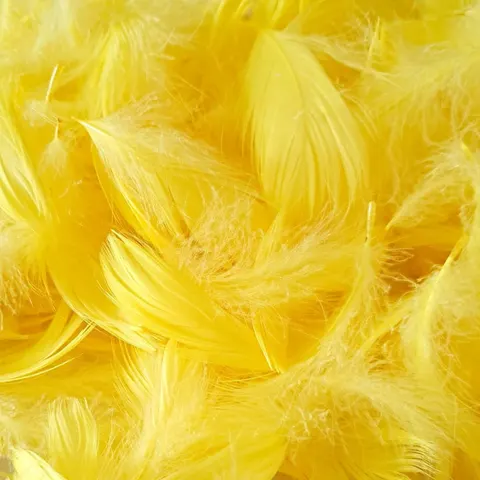 Piórka dekoracyjne naturalne cytrynowe 190 sztuk