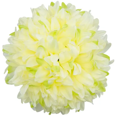 [680584] Główka chryzantema 12 płatków 18cm zielonokremowa