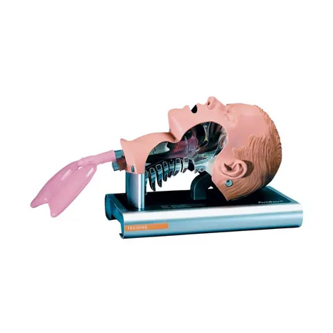 Fantom - głowa do intubacji przekrój Ambu Airway Management Trainer