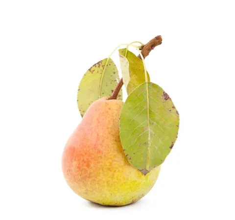 GRUSZKI ŚWIEŻE BIO (około 0,60 kg)