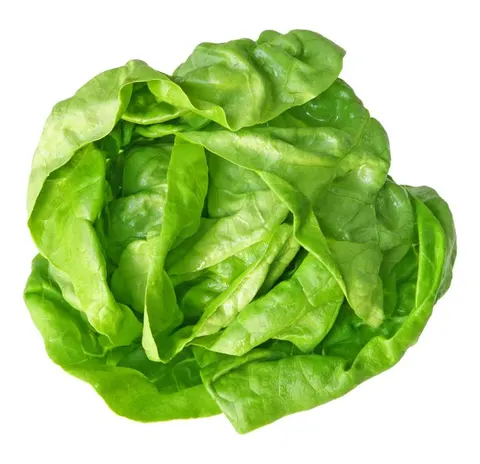 SAŁATA MASŁOWA ŚWIEŻA BIO (POLSKA) (około 0,25 kg)