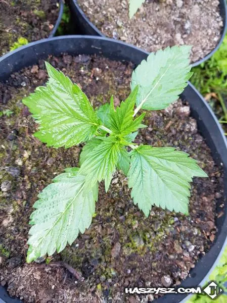 CBD Remedium Nasiona Konopi Duck Foot Auto (niefem.)