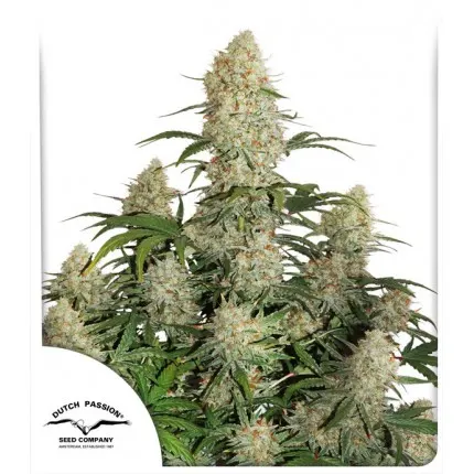 Dutch Passion - Auto Critical Orange Punch Femi