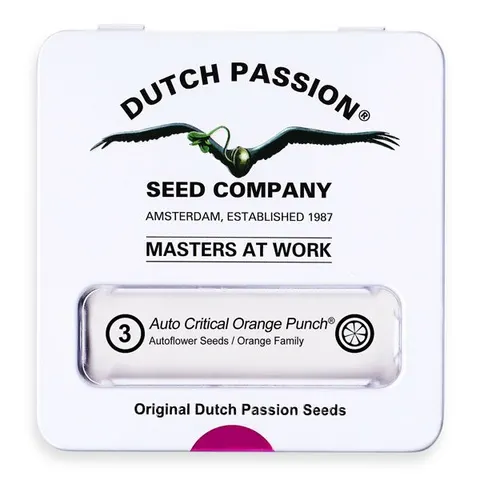 Nasiona konopi CBD Dutch Passion - CBD Auto Critical Orange Punch 3szt.