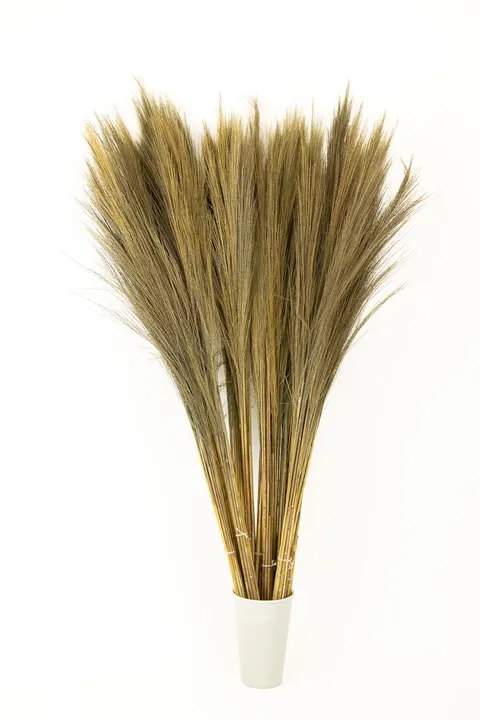 TRAWA BROOM GRASS 100g