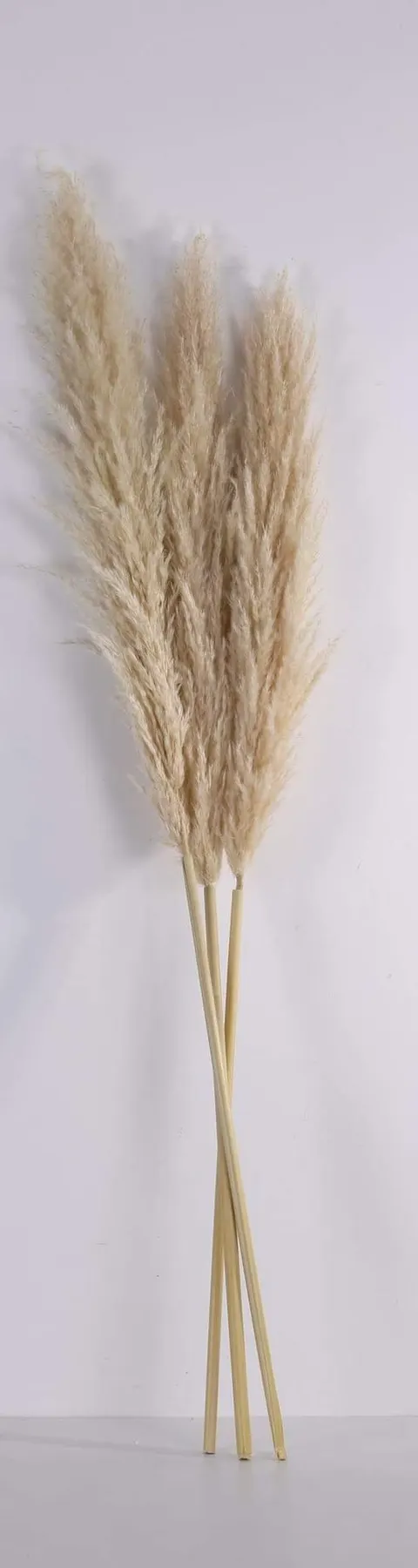Trawa pampasowa naturalna