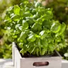 BIO Bazylia właściwa zielona ITALIANO CLASSICO nasiona ekologiczne 0,5g