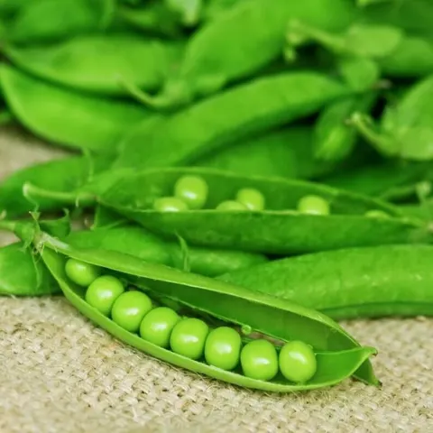 BIO Groch siewny łuskowy PROGRESS 9 nasiona ekologiczne 30g