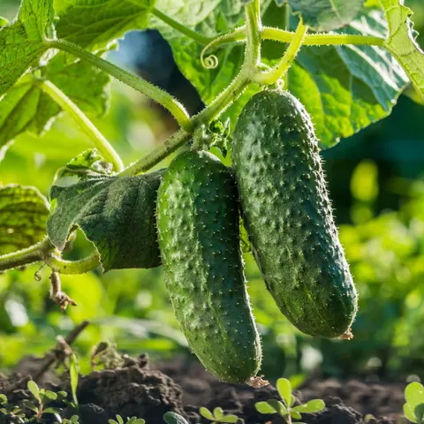 BIO Ogórek gruntowy sałatkowy DAR nasiona ekologiczne 2g