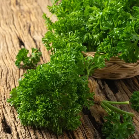 BIO Pietruszka naciowa MOSS CURLED 2 nasiona ekologiczne 3g