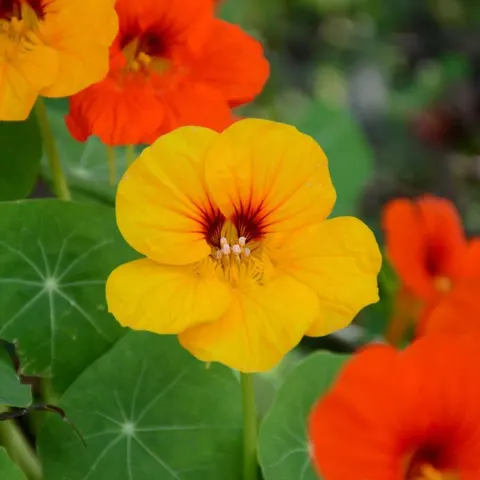 BIO Nasturcja wysoka nasiona ekologiczne 3g