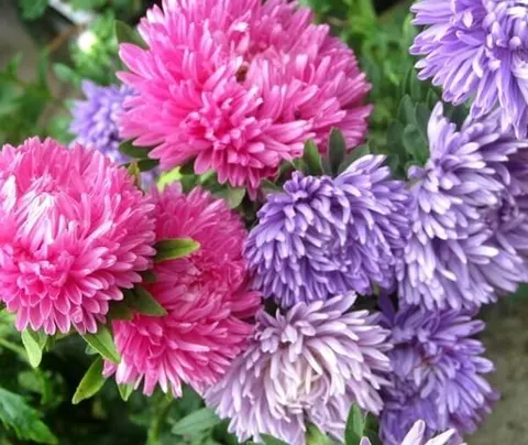 Aster chiński Chryzantemowy mieszanka nasiona 1+0,25g