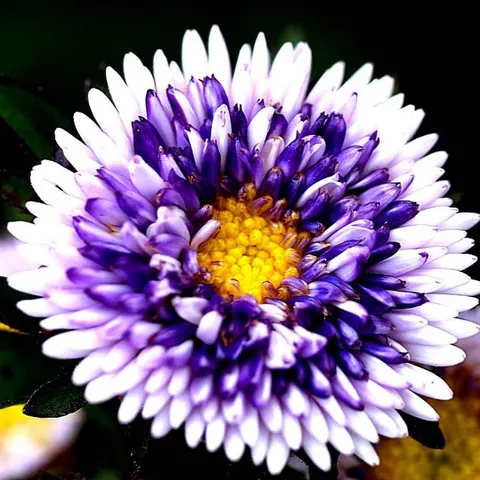 Aster chiński Liliput Moonshine Blue Moon nasiona 0,3g