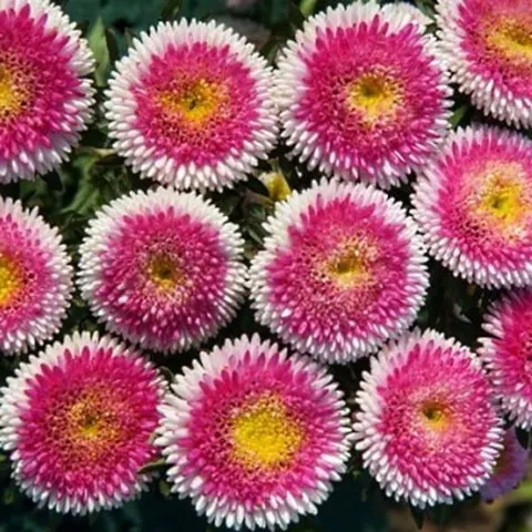 Aster chiński Liliput Moonshine Hi-No-Maru nasiona 0,3g
