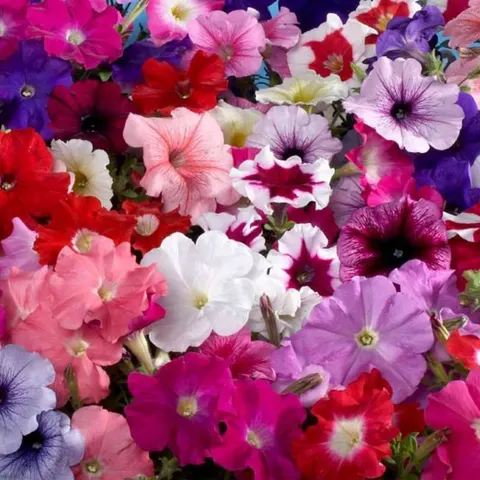 Petunia Ogrodowa mieszanka nasiona 0,1g