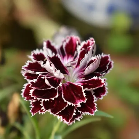 Goździk Chianti nasiona 0,1g
