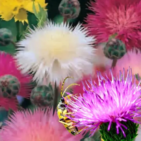 Chaber cesarski, mieszanka (Centaurea imperalis) nasiona 1g