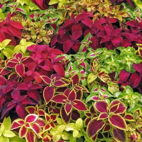 Koleus Pokrzywka RAINBOW MixTURE nasiona 0,2g