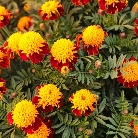 Aksamitka rozpierzchła Orange Flame nasiona 1g