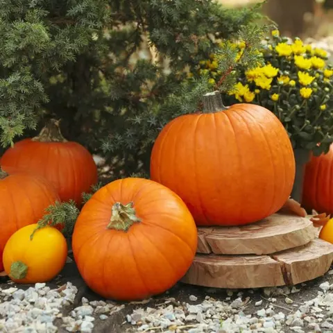 BIO Dynia zwyczajna Jack OLantern nasiona ekologiczne 3g
