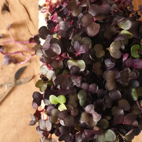Microgreens - Bazylia Dark Opal 3g