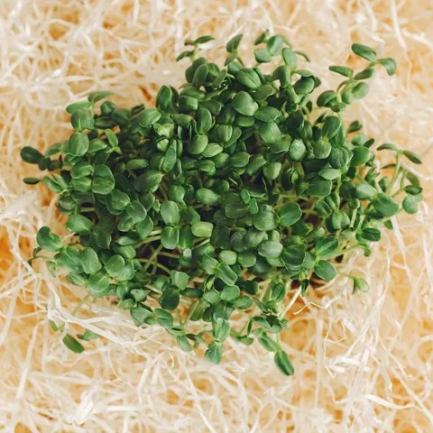 Microgreens - Gorczyca sarepska 3g
