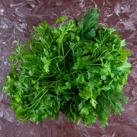Microgreens - Kolendra siewna 4g