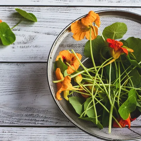 Microgreens - Nasturcja niska półpełna różowa 20g