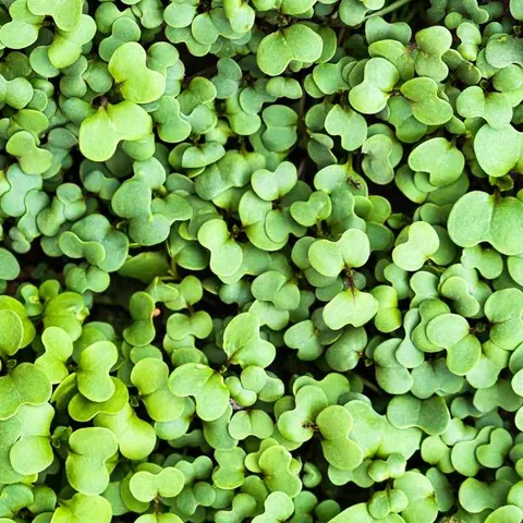Microgreens - Rokietta siewna 2g