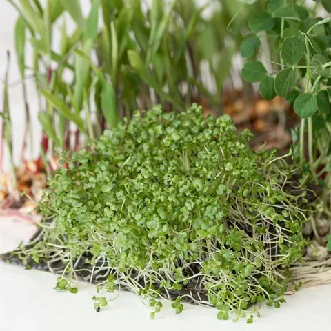 Microgreens - Ogórecznik lekarski 20g
