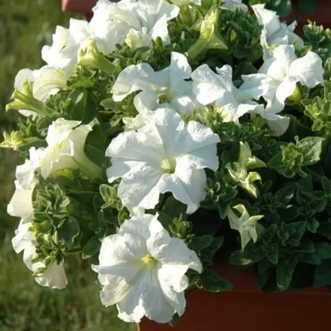 Petunia ogrodowa Kaskada biała 0,02g nasiona LUX